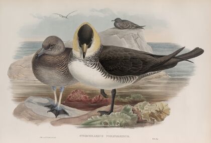 Stercorarius pomatorhinus. Pomatorhine Skua. (1862-1873)