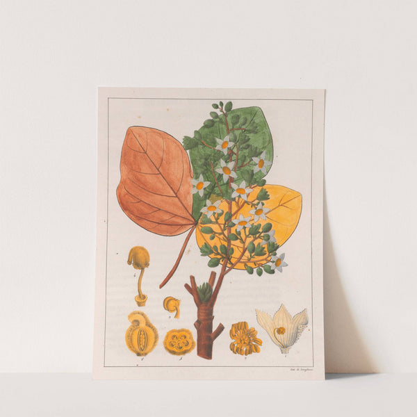 Sterculia Chicha (1824-1828) by Auguste de Saint-Hilaire