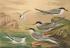 Sterna hirundo, Sterna macrura, Sterna Dougalli Mont., Sterna minuta