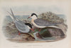 Sterna macrura. Arctic Tern. (1862-1873)