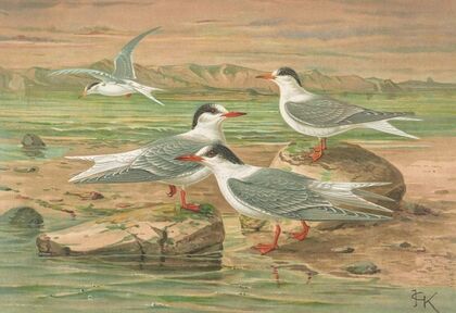 Sterna minuta, Sterna macrura, Sterna hirundo