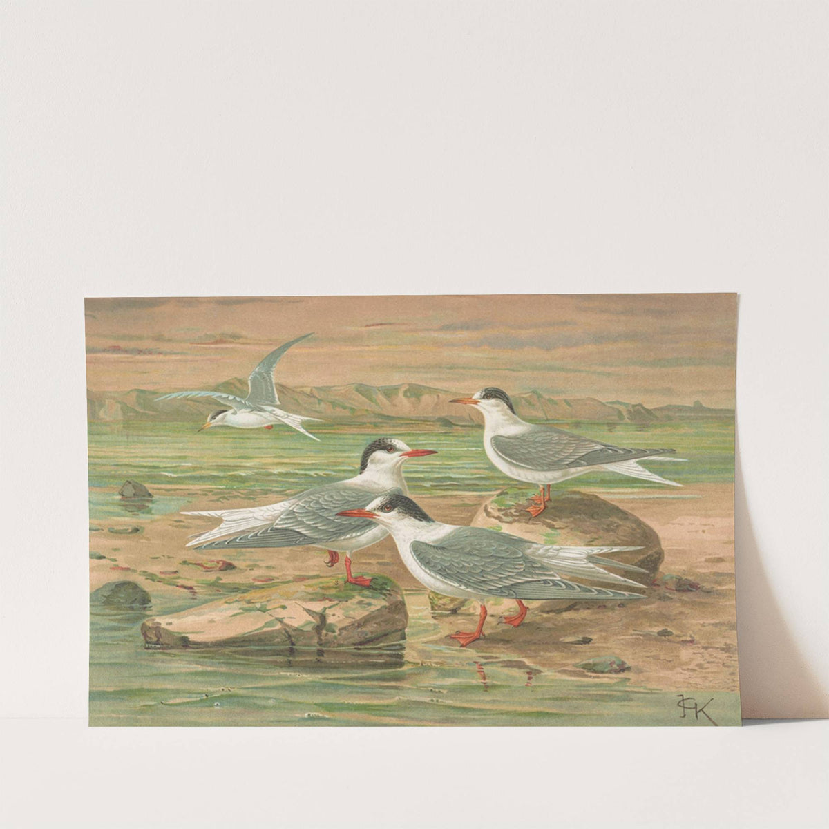 Sterna minuta, Sterna macrura, Sterna hirundo by Johann Friedrich Naumann