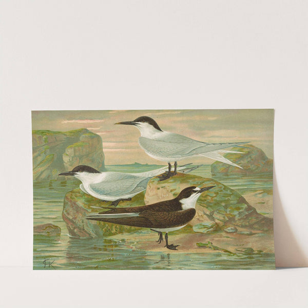 Sterna nilotica Hasselqu, Sterna cantiaca, Sterna fuliginosa Gm by Johann Friedrich Naumann