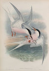 Sterna paradisea. Roseate Tern. (1862-1873)