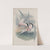 Sterna paradisea. Roseate Tern. (1862-1873) by John Gould