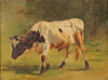 Stier