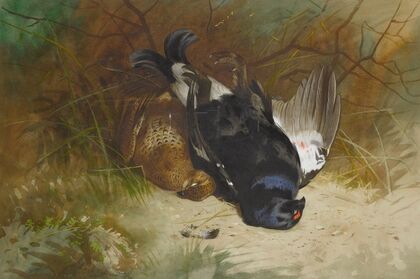 Still Life Of A Pair Of Blackgame (1896)
