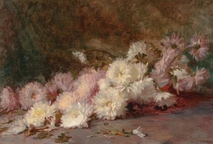 Still Life of Pink and White Chrysanthemums