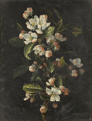 Still life of tulips