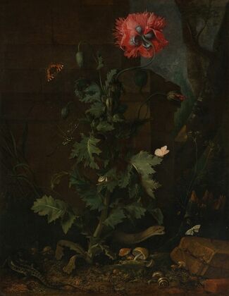Still Life with Poppy, Insects, and Reptiles
