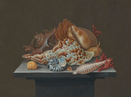 Still life with shells