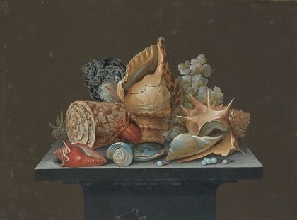 Still life with shells — size preview