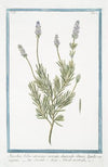Stoechas foliis utrinque serratis, denticulis obtusis, ligulis variegatis – Stegade, e Spigo Nardo nostrale. (French Lavender)