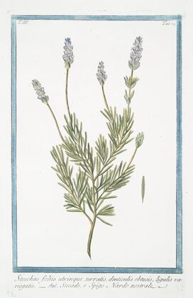 Stoechas foliis utrinque serratis, denticulis obtusis, ligulis variegatis – Stegade, e Spigo Nardo nostrale. (French Lavender)
