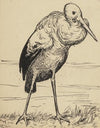 Storch