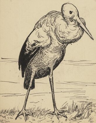 Storch