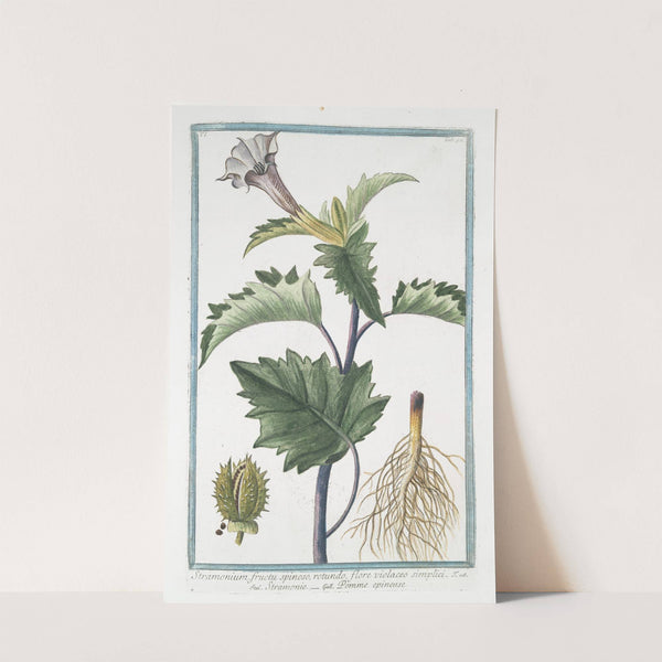 Stramonium, fructu spinoso, rotundo, flore violaceo simplici - Stramonio - Pomme epineuse. (Spiked fruit or Thornapple) by Giorgio Bonelli