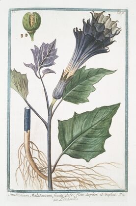Stramonium Malabaricum, fructu glabro, flore duplici, et triplici – L’endormie. (Thornapple)