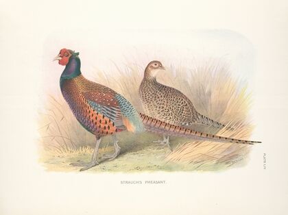 Strauch’s Pheasant (Phasianus colchicus strauchi). (1918-1922)