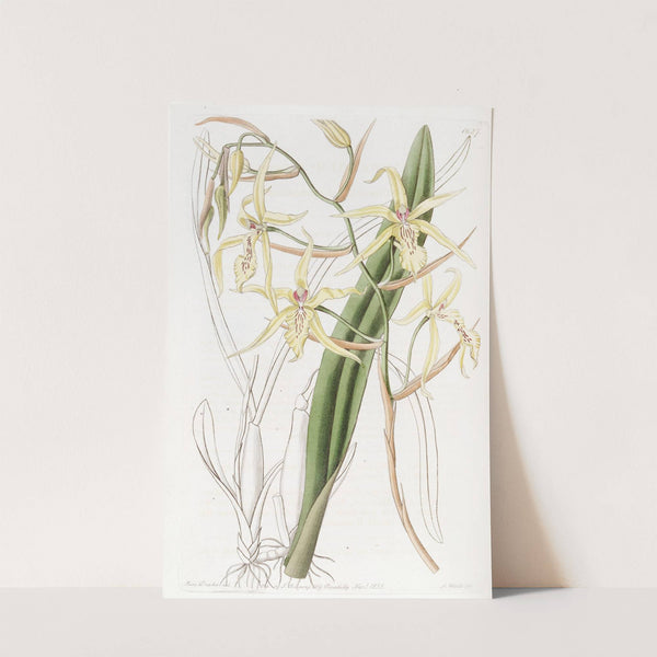 Straw-coloured Cyrtochilum by Sydenham Edwards