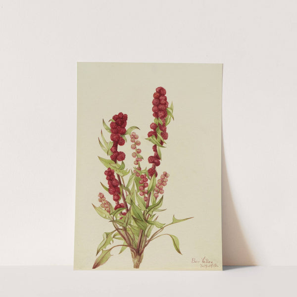 Strawberry-Blite (Chenopodium capitatum) (1918) by Mary Vaux Walcott