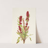 Strawberry-blite. Chenopodium capitatum (1925) by Mary Vaux Walcott