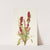 Strawberry-blite. Chenopodium capitatum (1925) by Mary Vaux Walcott