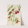 Strawberry Bush-‘Hearts Bustin’ with Love’ (Euonymus Americanus) (1930) by Mary Vaux Walcott