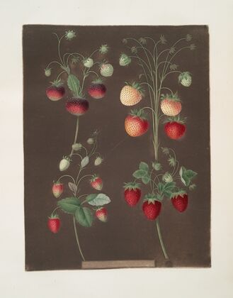 Strawberry varieties; Hoboy – Chili strawberry – Scarlet-Alpine – Scarlet-flesh pine (1812) — size preview
