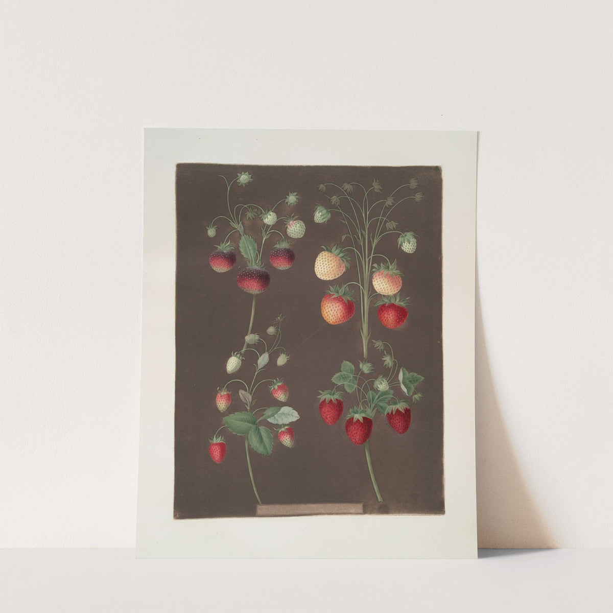 Strawberry varieties; Hoboy – Chili strawberry – Scarlet-Alpine – Scarlet-flesh pine (1812) by George Brookshaw