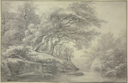 Stream at the edge of the forest