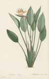 Strelitzia Reginae (1802-1816)