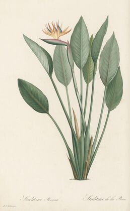 Strelitzia Reginae (1802-1816)