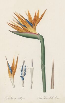 Strelitzia Reginae (1802-1816)