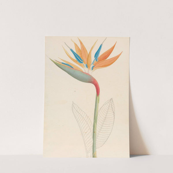 Strelitzia Reginae by Clemenz Heinrich Wehdemann