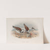 Strepsilas interpres. Turnstone (1862-1873) by John Gould