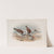 Strepsilas interpres. Turnstone (1862-1873) by John Gould