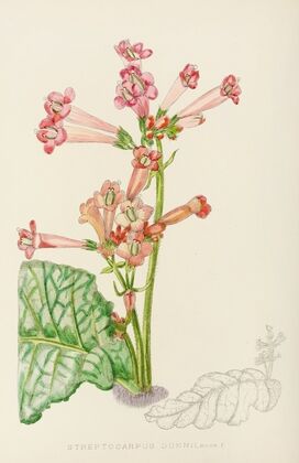 Streptocarpus Dunnii
