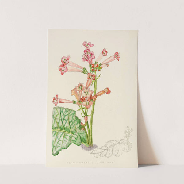 Streptocarpus Dunnii by Illtyd Buller Pole-Evans