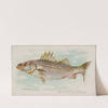 Striped Bass (1889) by Allen &amp; Ginter