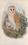 Strix flammea. Barn-Owl. (1862-1873)
