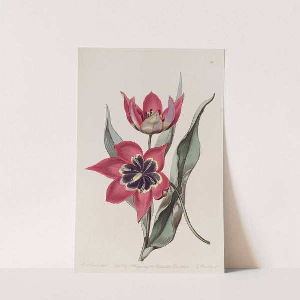 Strong-smelling Tulip by Sydenham Edwards