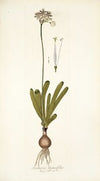 Strumaria linguaefolia