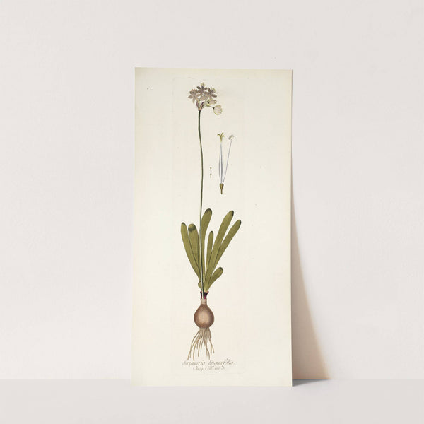 Strumaria linguaefolia by Nikolaus Joseph Freiherr von Jacquin