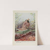 Strutter the Ruffed Grouse by Louis Agassiz Fuertes