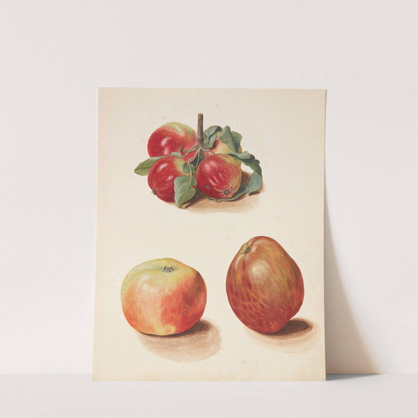 Studie af æbler by Johanna Fosie