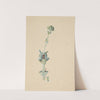 Studie af en blomst by Gudrun Traustedt