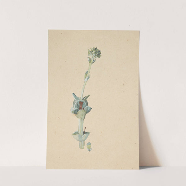 Studie af en blomst by Gudrun Traustedt