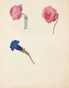 Studie af lyserød rose og blå blomst