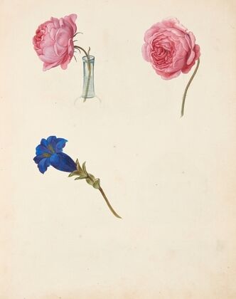 Studie af lyserød rose og blå blomst